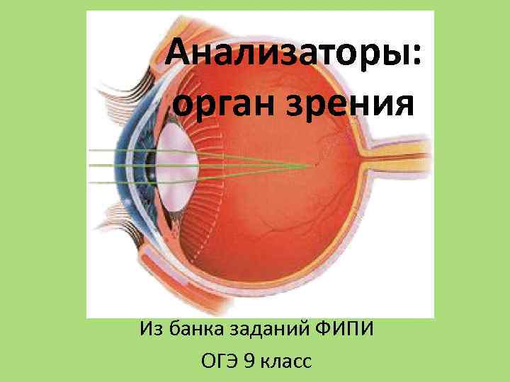 Анализаторы человека зрение. Орган зрения ОГЭ. В глазном яблоке человека за зрачком следует. В глазном яблоке человека за роговицей сразу следует. За зрачком в органе зрения человека находится