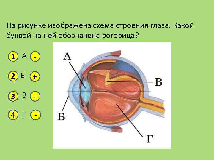 Выберите 3 верно обозначенные подписи к рисунку строение глаза человека