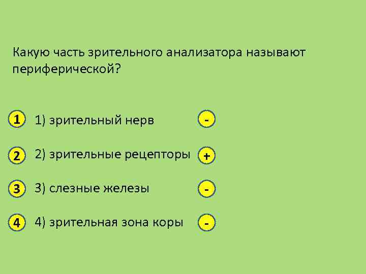 Какую часть зрительного анализатора называют периферической? 1 1) зрительный нерв - 2 2) зрительные