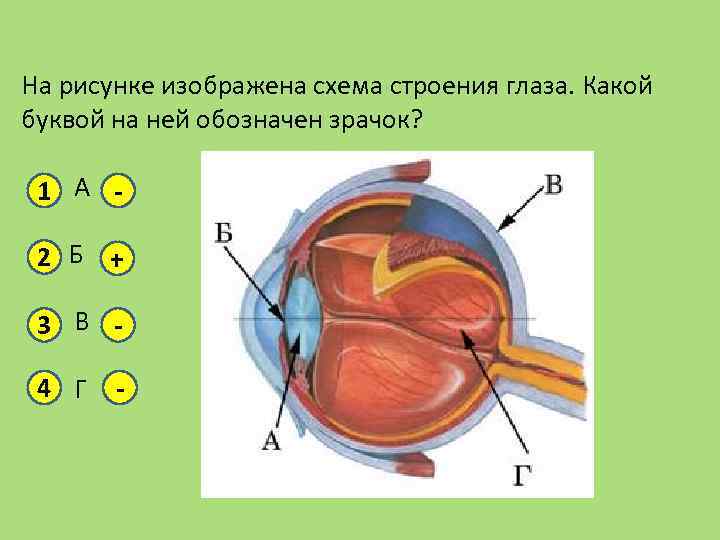 Рассмотрите рисунки 1 3 на которых изображен глаз человека какой отдел вегетативной