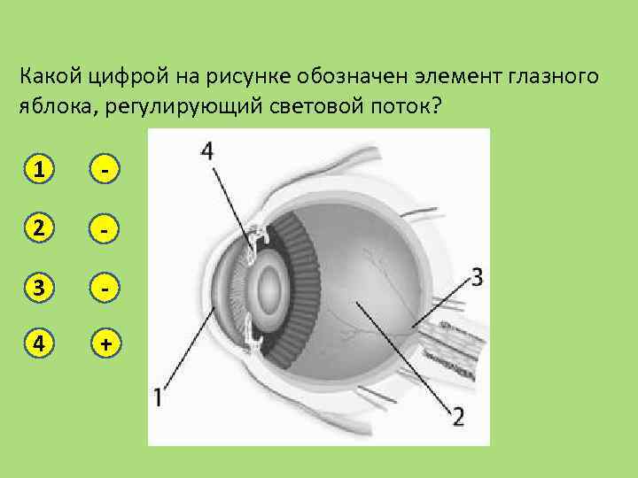Какой цифрой на рисунке обозначен элемент глазного яблока, регулирующий световой поток? 1 - 2