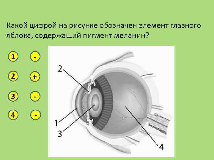 Какой цифрой на рисунке обозначен элемент глазного яблока, содержащий пигмент меланин? 1 - 2
