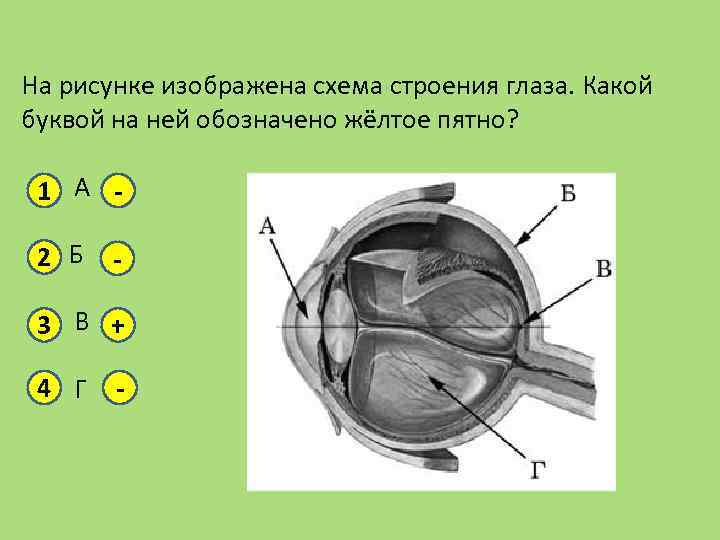 На рисунке изображена схема строения глаза какой буквой на рисунке обозначено желтое пятно