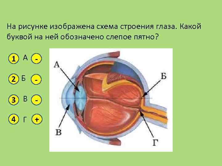 На рисунке изображена схема строения глаза. Какой буквой на ней обозначено слепое пятно? 1