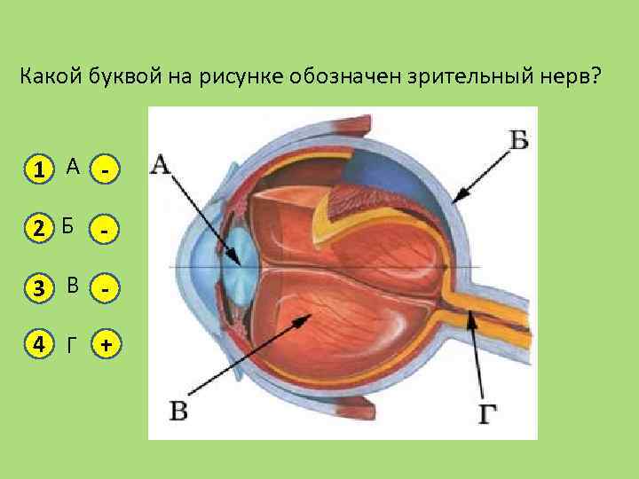 Какой буквой на рисунке. Строение глаза. На рисунке изображена схема глаза. Строение глаза рисунок. Мышцы изменяющие кривизну хрусталика.