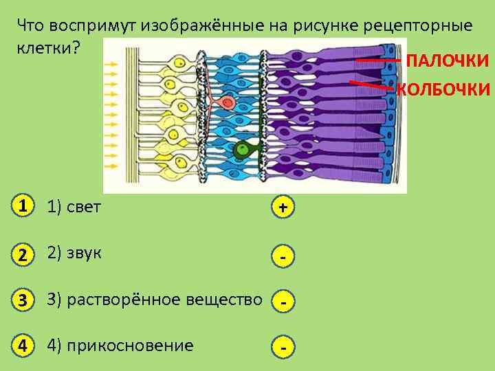 Что изображенные на рисунке рецепторные клетки