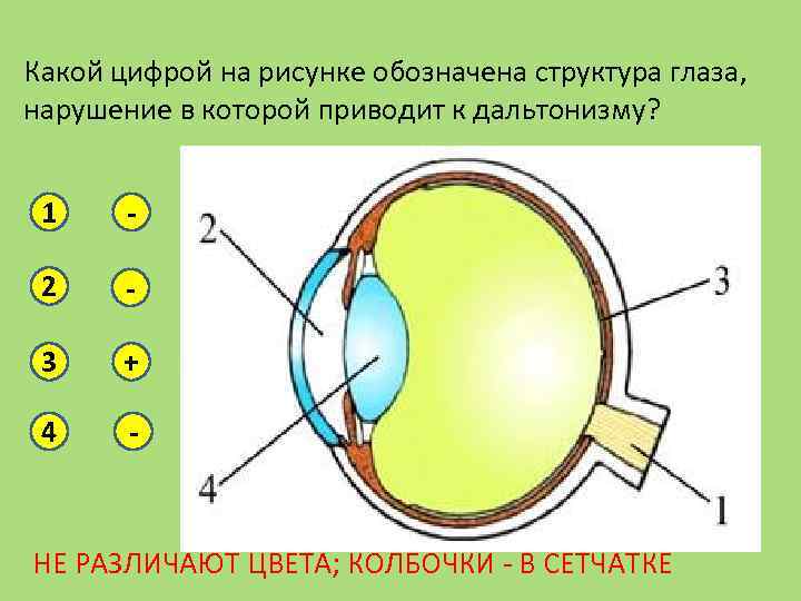 Звуковой сигнал преобразуется в нервные импульсы в структуре обозначенной на рисунке цифрой в