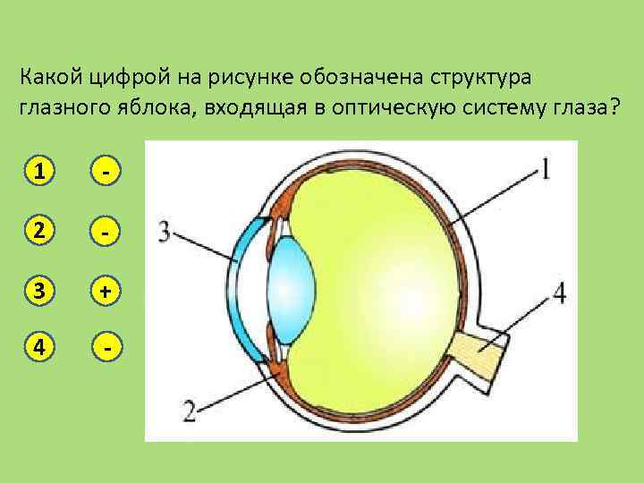 Какой цифрой на рисунке обозначена структура глазного яблока, входящая в оптическую систему глаза? 1