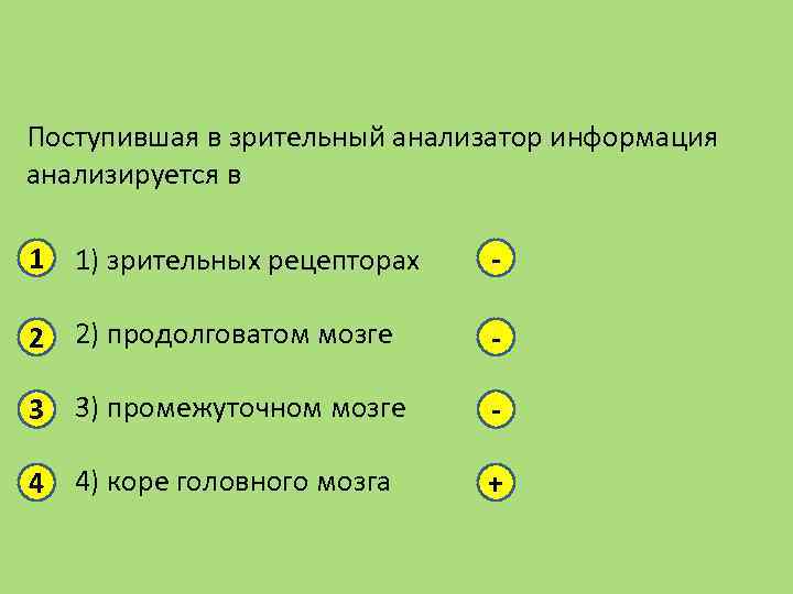 Поступившая в зрительный анализатор информация обрабатывается