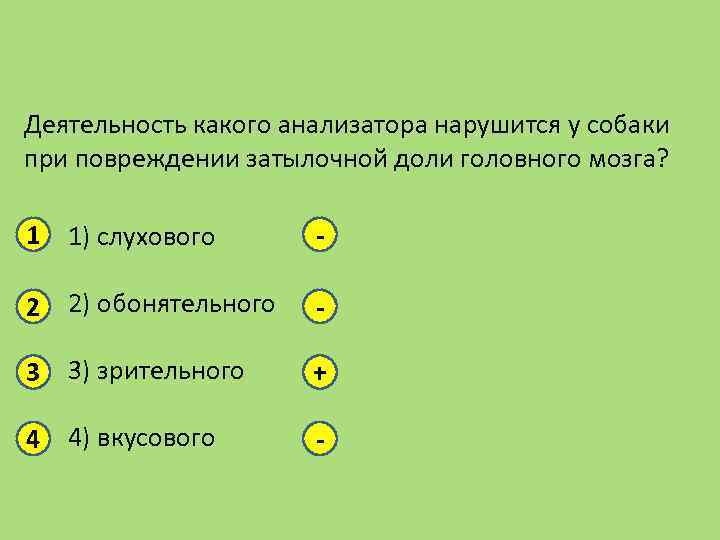 Деятельность какого анализатора нарушится у собаки при повреждении затылочной доли головного мозга? 1 1)