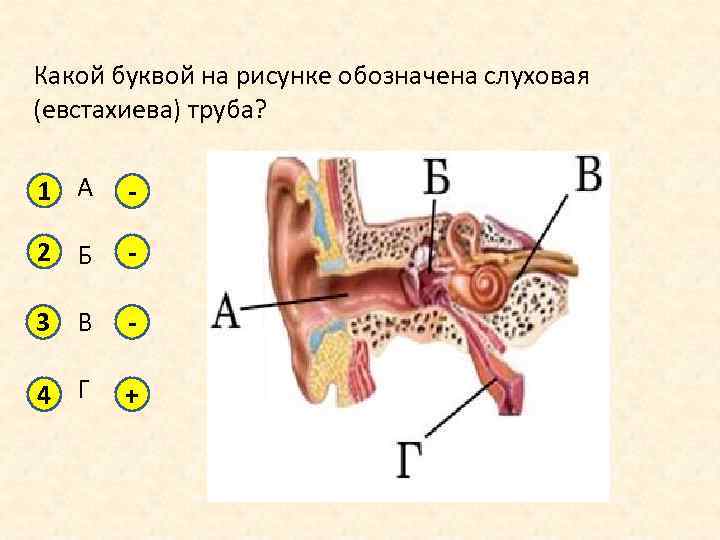 Характеристики части органа слуха обозначенной на рисунке цифрой 4