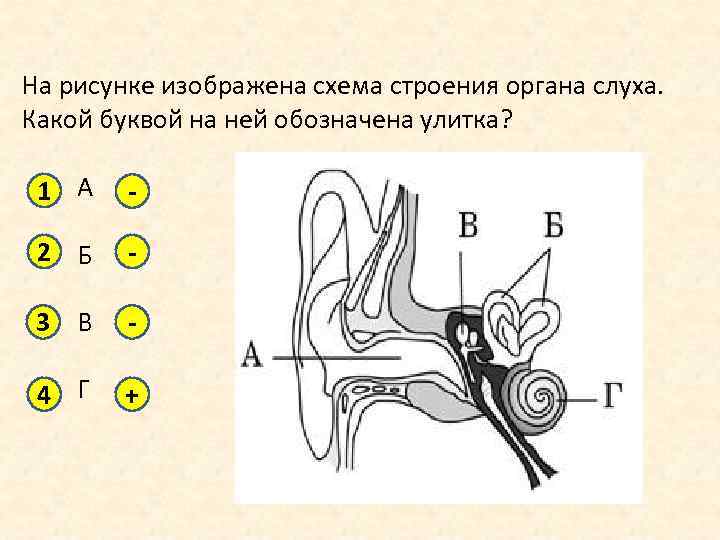На рисунке изображен орган слуха человека