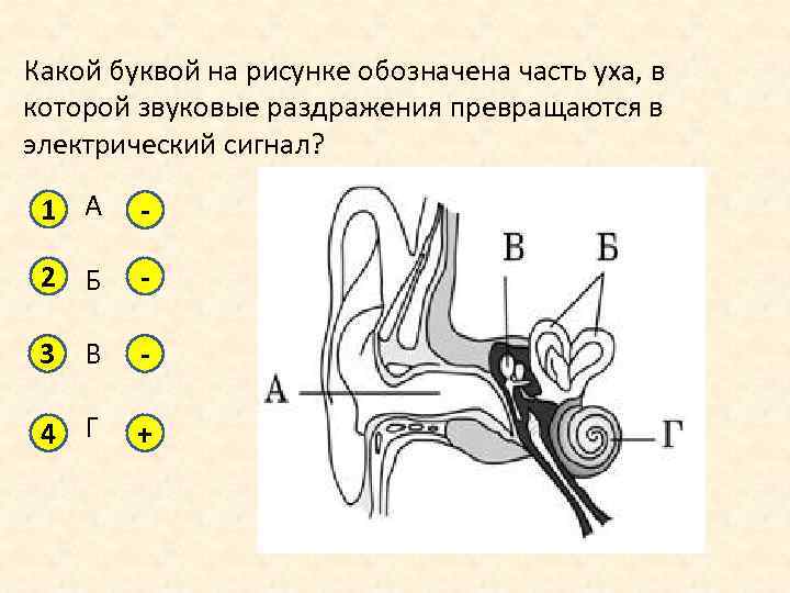 Какой цифрой на рисунке обозначена часть слухового анализатора усиливающая звуковые колебания ответ