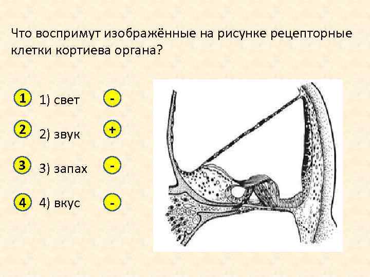 Что воспримут изображенные на рисунке рецепторные клетки вкус запах звук свет