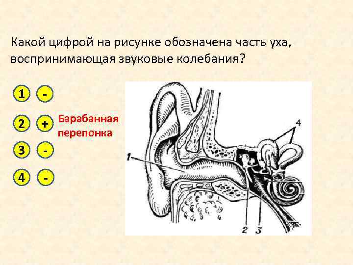 Рисунок органа слуха