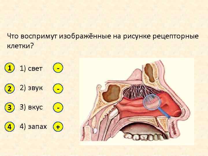 Что воспримут изображенные на рисунке рецепторные клетки свет звук