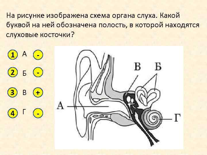 Обозначенная полость