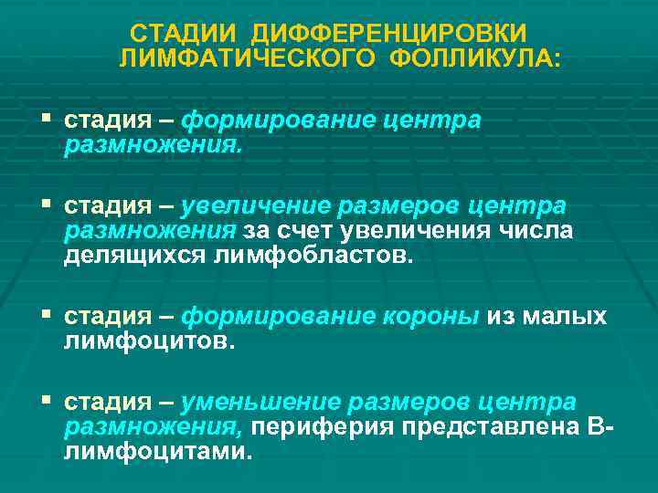 СТАДИИ ДИФФЕРЕНЦИРОВКИ ЛИМФАТИЧЕСКОГО ФОЛЛИКУЛА: § стадия – формирование центра размножения. § стадия – увеличение