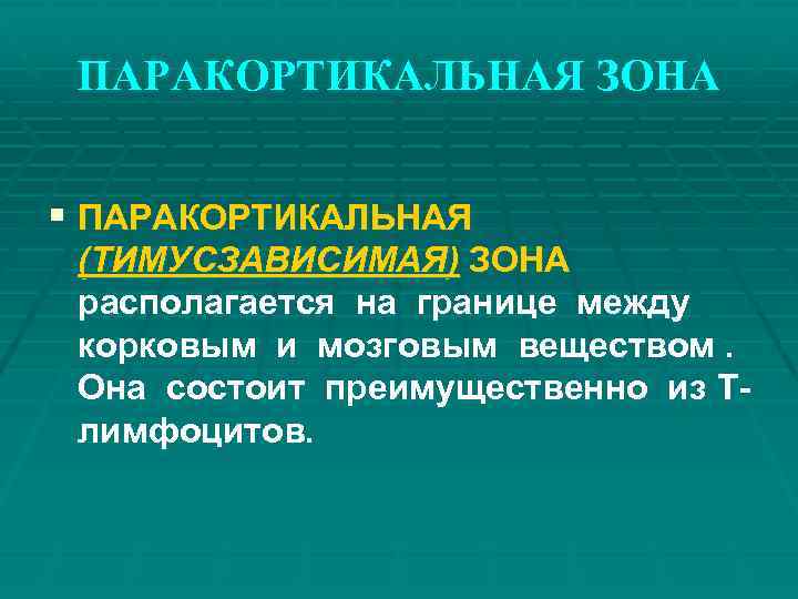 ПАРАКОРТИКАЛЬНАЯ ЗОНА § ПАРАКОРТИКАЛЬНАЯ (ТИМУСЗАВИСИМАЯ) ЗОНА располагается на границе между корковым и мозговым веществом.