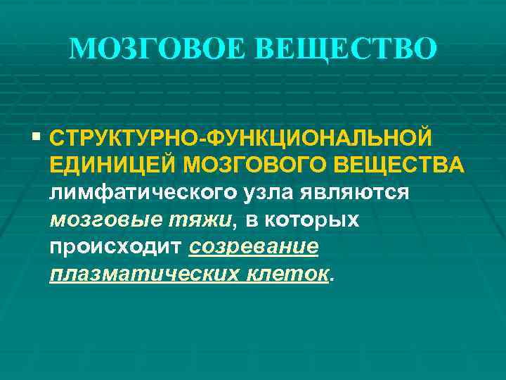 МОЗГОВОЕ ВЕЩЕСТВО § СТРУКТУРНО-ФУНКЦИОНАЛЬНОЙ ЕДИНИЦЕЙ МОЗГОВОГО ВЕЩЕСТВА лимфатического узла являются мозговые тяжи, в которых