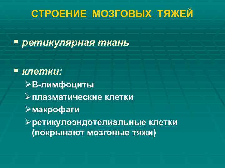 СТРОЕНИЕ МОЗГОВЫХ ТЯЖЕЙ § ретикулярная ткань § клетки: ØВ-лимфоциты Øплазматические клетки Øмакрофаги Øретикулоэндотелиальные клетки