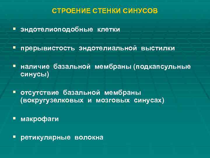 СТРОЕНИЕ СТЕНКИ СИНУСОВ § эндотелиоподобные клетки § прерывистость эндотелиальной выстилки § наличие базальной мембраны