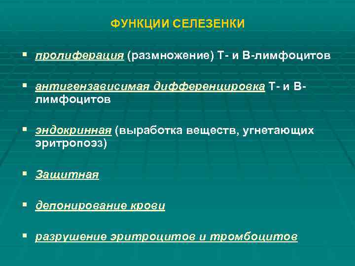 ФУНКЦИИ СЕЛЕЗЕНКИ § пролиферация (размножение) Т- и В-лимфоцитов § антигензависимая дифференцировка Т- и Влимфоцитов