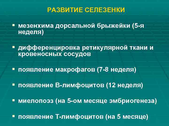 РАЗВИТИЕ СЕЛЕЗЕНКИ § мезенхима дорсальной брыжейки (5 -я неделя) § дифференцировка ретикулярной ткани и