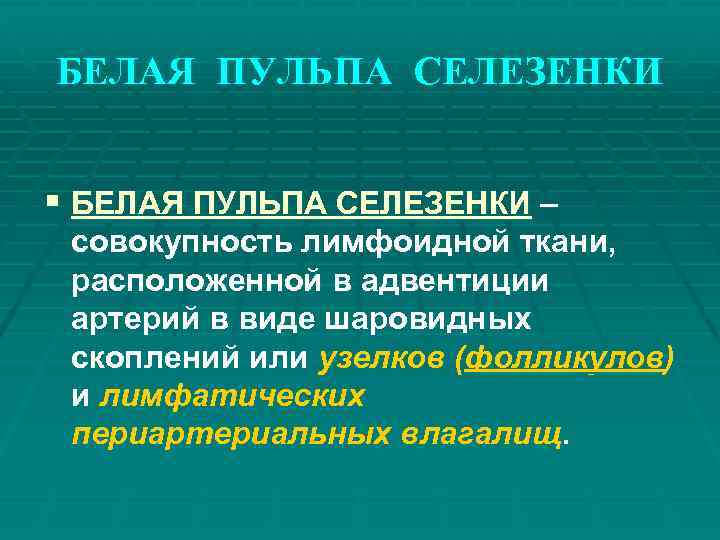 БЕЛАЯ ПУЛЬПА СЕЛЕЗЕНКИ § БЕЛАЯ ПУЛЬПА СЕЛЕЗЕНКИ – совокупность лимфоидной ткани, расположенной в адвентиции