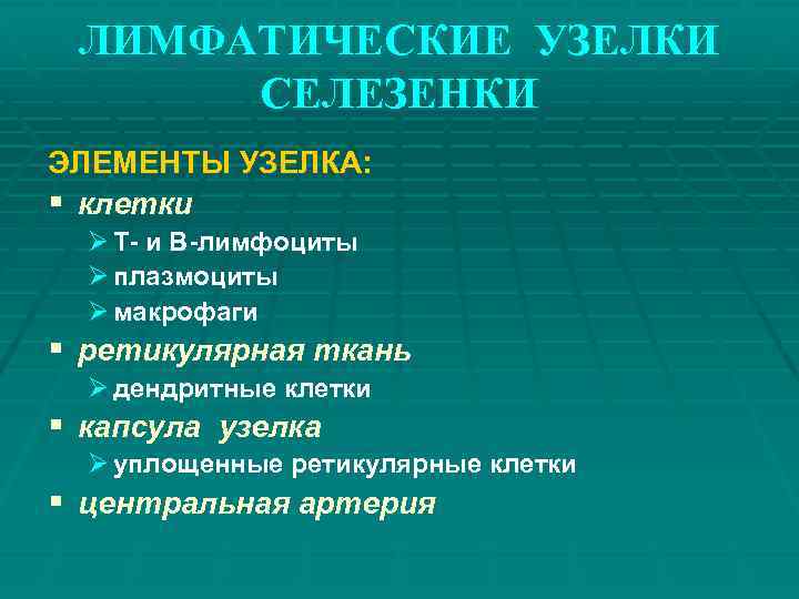 ЛИМФАТИЧЕСКИЕ УЗЕЛКИ СЕЛЕЗЕНКИ ЭЛЕМЕНТЫ УЗЕЛКА: § клетки Ø Т- и В-лимфоциты Ø плазмоциты Ø