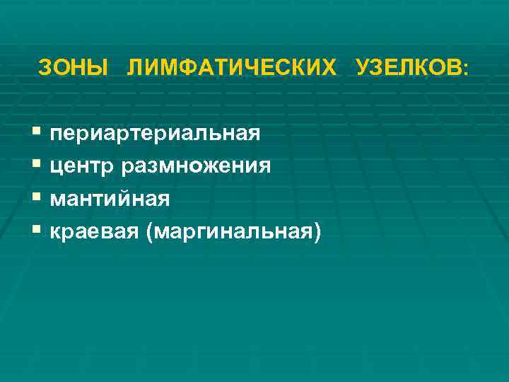 ЗОНЫ ЛИМФАТИЧЕСКИХ УЗЕЛКОВ: § периартериальная § центр размножения § мантийная § краевая (маргинальная) 