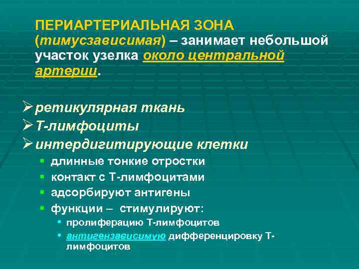 ПЕРИАРТЕРИАЛЬНАЯ ЗОНА (тимусзависимая) – занимает небольшой участок узелка около центральной артерии. Ø ретикулярная ткань