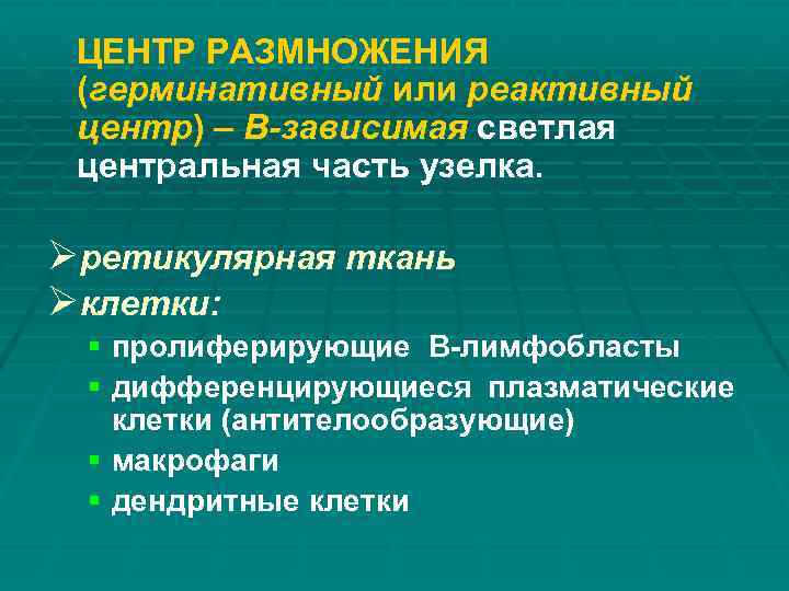 ЦЕНТР РАЗМНОЖЕНИЯ (герминативный или реактивный центр) – В-зависимая светлая центральная часть узелка. Øретикулярная ткань