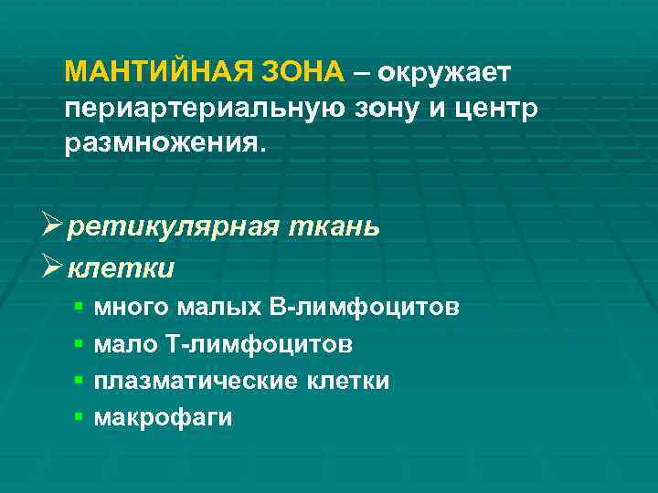 МАНТИЙНАЯ ЗОНА – окружает периартериальную зону и центр размножения. Øретикулярная ткань Øклетки § много