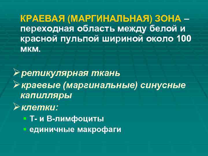 КРАЕВАЯ (МАРГИНАЛЬНАЯ) ЗОНА – переходная область между белой и красной пульпой шириной около 100