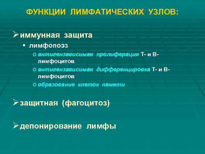 ФУНКЦИИ ЛИМФАТИЧЕСКИХ УЗЛОВ: Ø иммунная защита § лимфопоэз o антигензависимая пролиферация Т- и В-