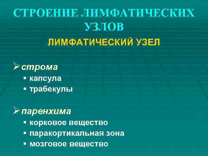 СТРОЕНИЕ ЛИМФАТИЧЕСКИХ УЗЛОВ ЛИМФАТИЧЕСКИЙ УЗЕЛ Øстрома § капсула § трабекулы Øпаренхима § корковое вещество