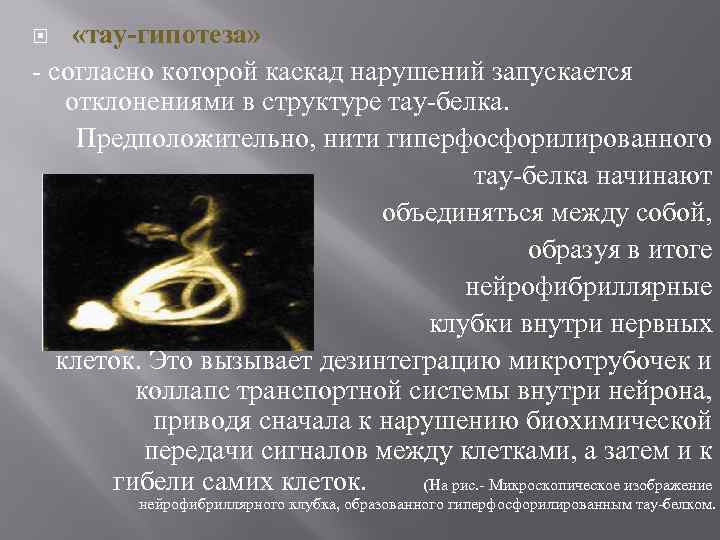  «тау-гипотеза» - согласно которой каскад нарушений запускается отклонениями в структуре тау-белка. Предположительно, нити