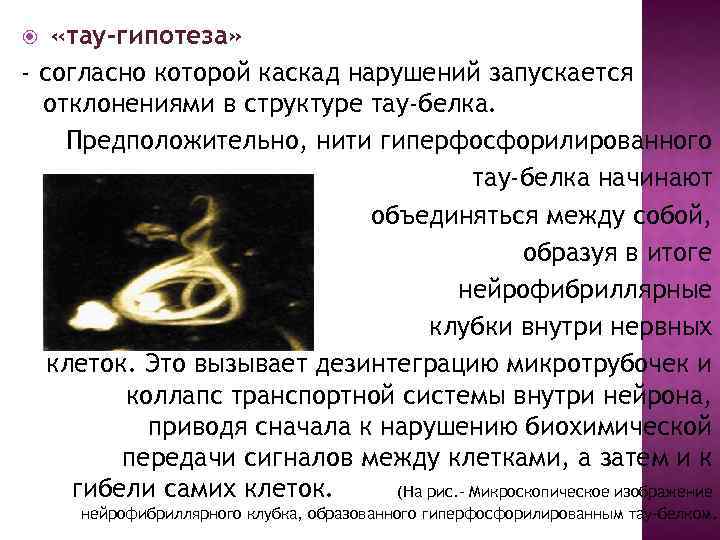  «тау-гипотеза» - согласно которой каскад нарушений запускается отклонениями в структуре тау-белка. Предположительно, нити