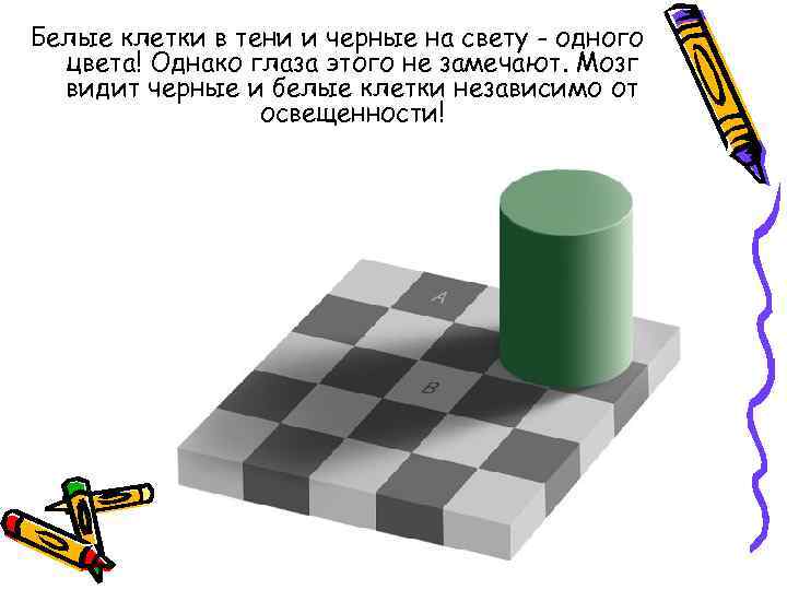 Белые клетки в тени и черные на свету - одного цвета! Однако глаза этого