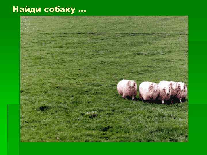 Найди собаку … 