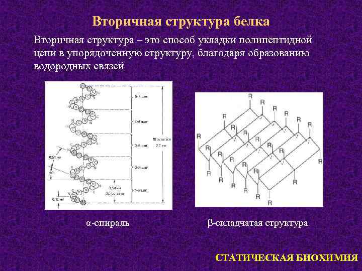 Вторичная структура белка Вторичная структура – это способ укладки полипептидной цепи в упорядоченную структуру,