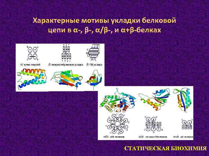 Характерные мотивы укладки белковой цепи в α-, β-, α/β-, и α+β-белках 12 СТАТИЧЕСКАЯ БИОХИМИЯ