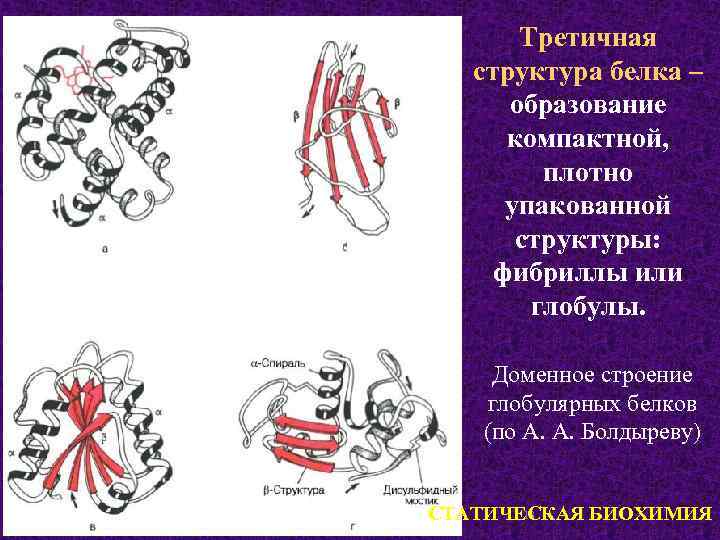 Третичная структура белка – образование компактной, плотно упакованной структуры: фибриллы или глобулы. Доменное строение