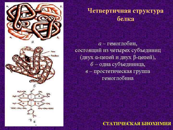 Четвертичная структура белка а а – гемоглобин, состоящий из четырех субъединиц (двух α-цепей и