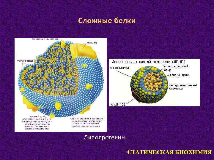 Сложные белки Липопротеины 18 СТАТИЧЕСКАЯ БИОХИМИЯ 