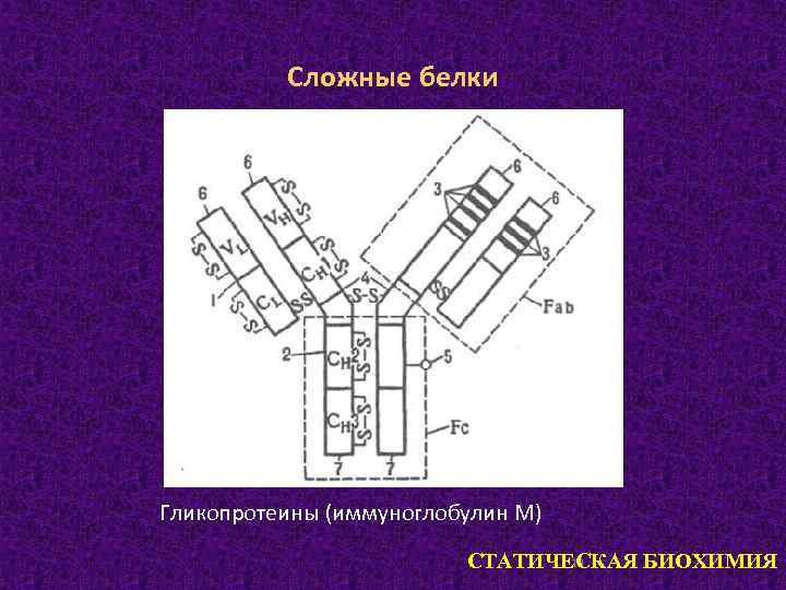 Сложные белки Гликопротеины (иммуноглобулин М) 19 СТАТИЧЕСКАЯ БИОХИМИЯ 