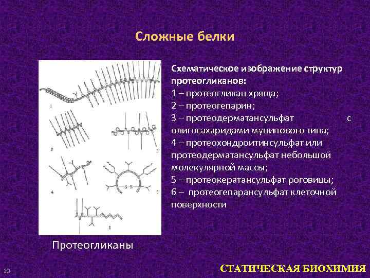 Сложные белки Схематическое изображение структур протеогликанов: 1 – протеогликан хряща; 2 – протеогепарин; 3