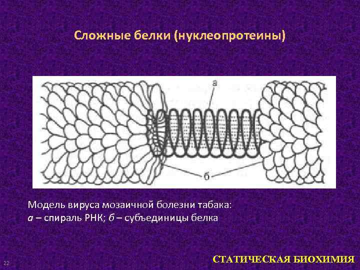 Сложные белки (нуклеопротеины) Модель вируса мозаичной болезни табака: а – спираль РНК; б –