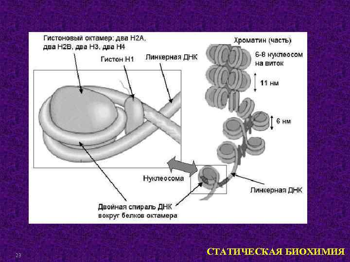 23 СТАТИЧЕСКАЯ БИОХИМИЯ 